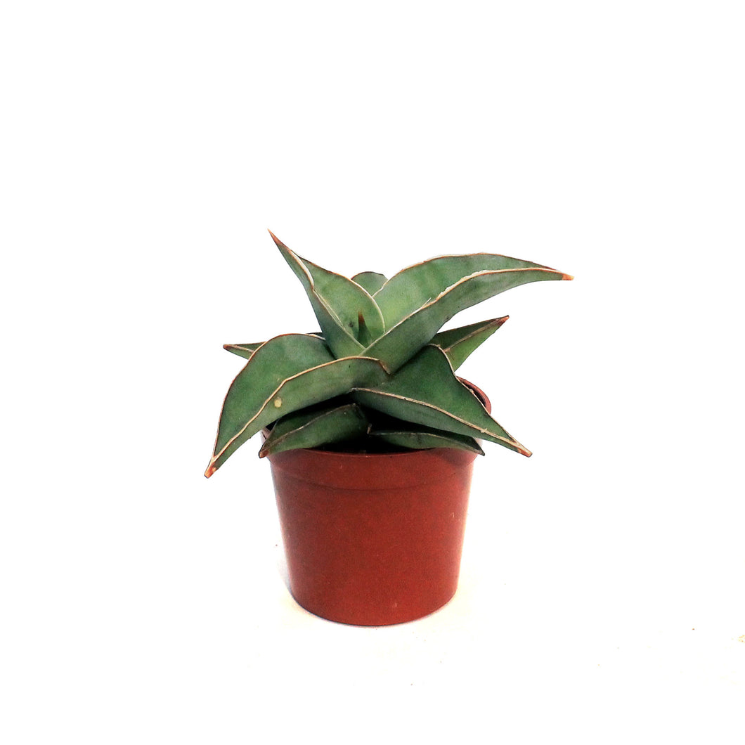 Sansevieria, 2.5in, Blue Kew