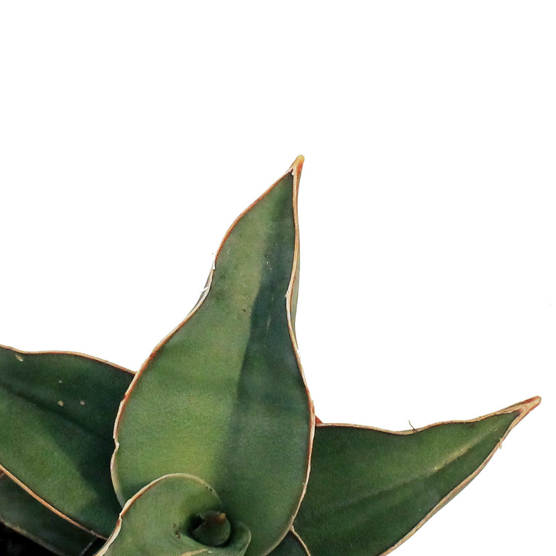 sansevieria blue kew Sansevieria, 2.5in, Blue Kew