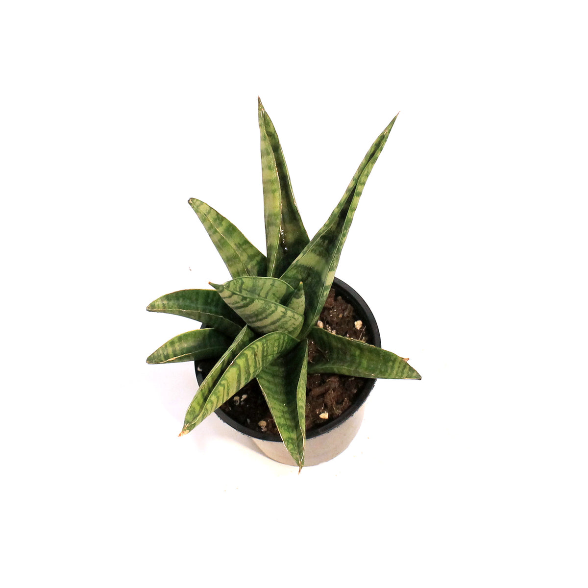 Sansevieria, 4in Gojo