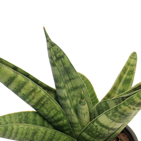 Sansevieria, 4in Gojo