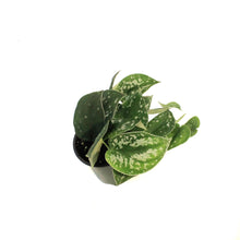 Load image into Gallery viewer, Pothos, 3.5in, Silver Satin
