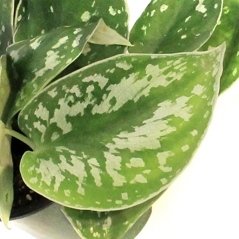 Pothos, 3.5in, Silver Satin