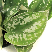 Load image into Gallery viewer, Pothos, 3.5in, Silver Satin
