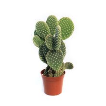 Load image into Gallery viewer, Cactus, 2.5in, Opuntia
