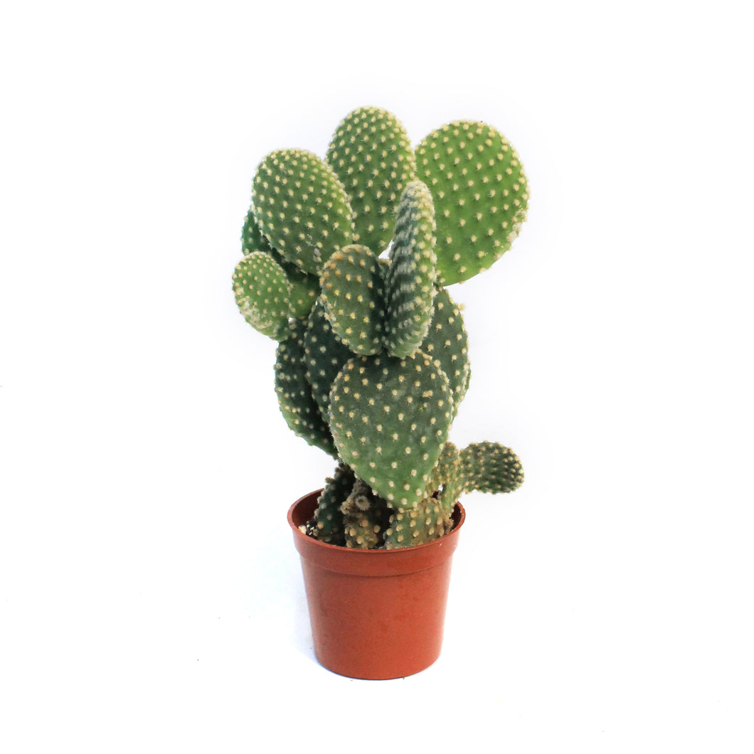 Cactus, 2.5in, Opuntia