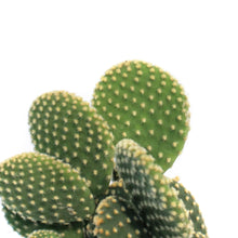 Load image into Gallery viewer, Cactus, 2.5in, Opuntia

