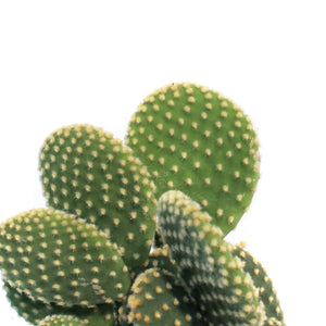 Cactus, 2.5in, Opuntia