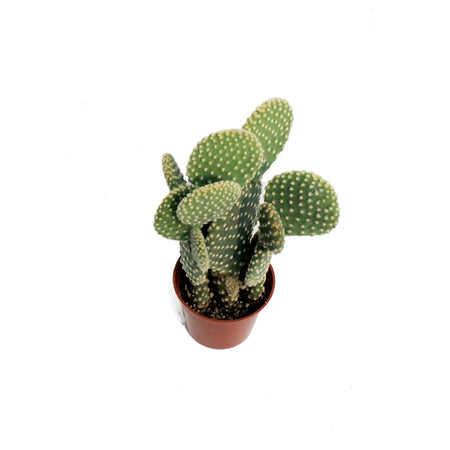 Cactus, 2.5in, Opuntia