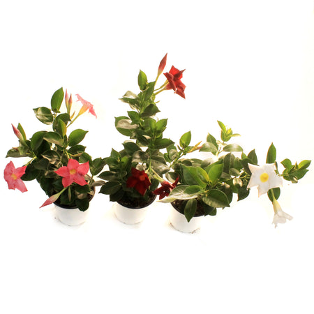 Mandevilla, 4in