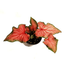 Load image into Gallery viewer, Caladium, 4in, Bicolor
