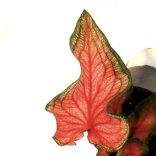Load image into Gallery viewer, Caladium, 4in, Bicolor
