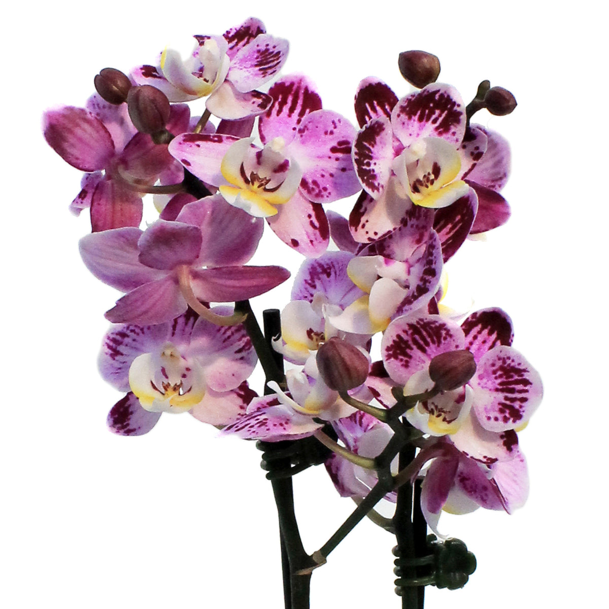 Orchid, 4in,Delight 2 Spike