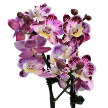 Load image into Gallery viewer, Orchid, 4in,Delight 2 Spike
