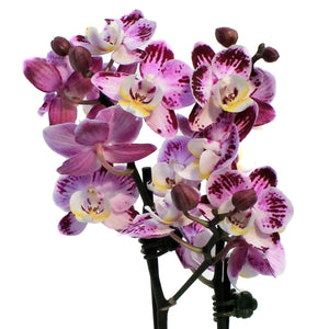 Orchid, 4in,Delight 2 Spike