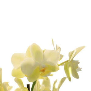 Orchid, 4in,Delight 2 Spike