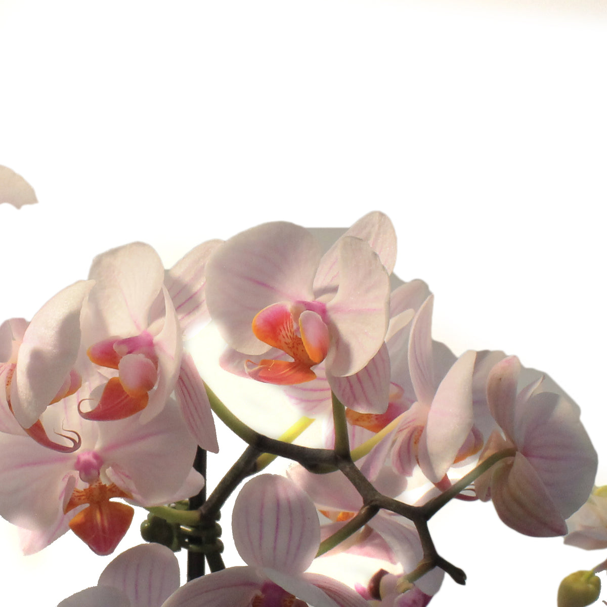 Orchid, 4in,Delight 2 Spike
