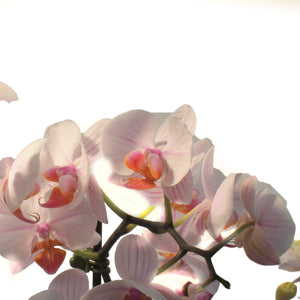 Orchid, 4in,Delight 2 Spike