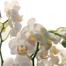 Load image into Gallery viewer, Orchid, 4in,Delight 2 Spike
