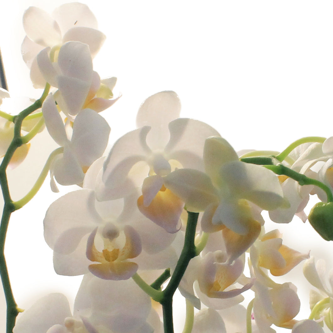 Orchid, 4in,Delight 2 Spike