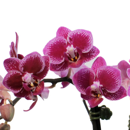 Orchid, 4in,Delight 2 Spike