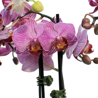 Orchid, 4in,Delight 2 Spike