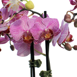 Orchid, 4in,Delight 2 Spike