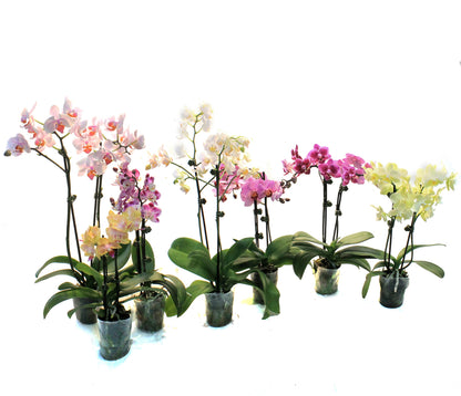 Orchid, 4in,Delight 2 Spike