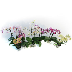 Orchid, 4in,Delight 2 Spike