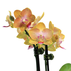 Orchid, 4in,Delight 2 Spike