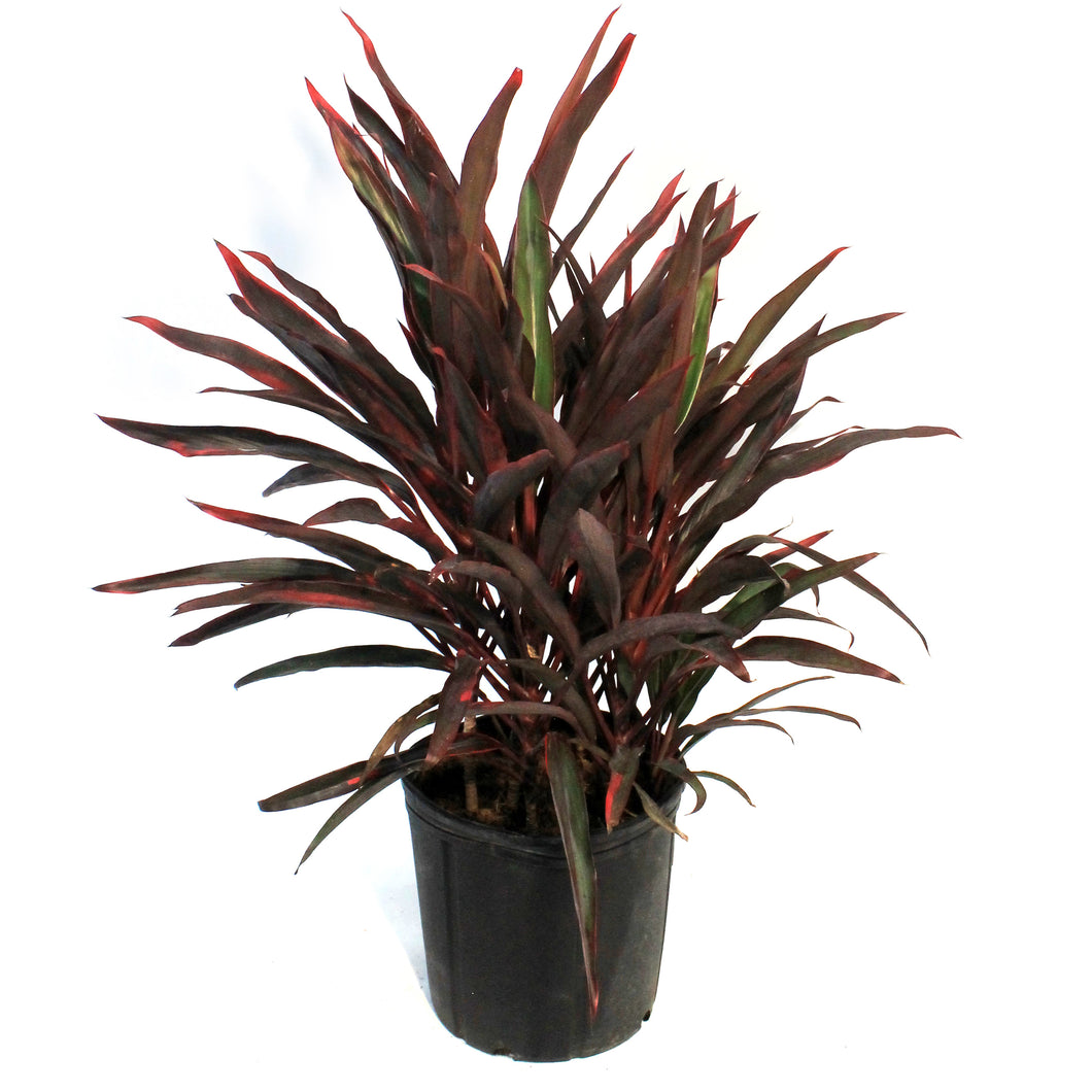 Cordyline, 10in, Red Pepper