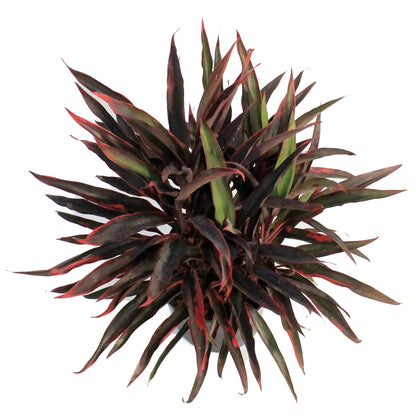 Cordyline, 10in, Red Pepper