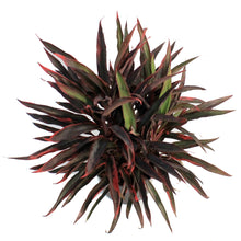 Load image into Gallery viewer, Cordyline, 10in, Red Pepper
