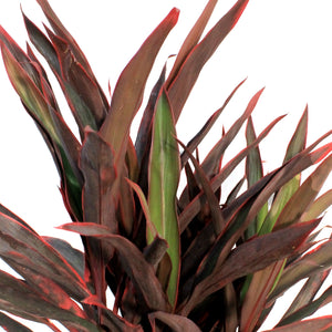 Cordyline, 10in, Red Pepper
