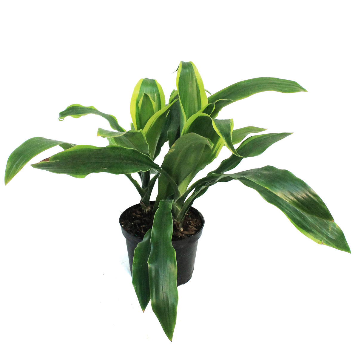 Dracaena, 6in, Carmen Art