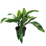 Dracaena, 6in, Carmen Art