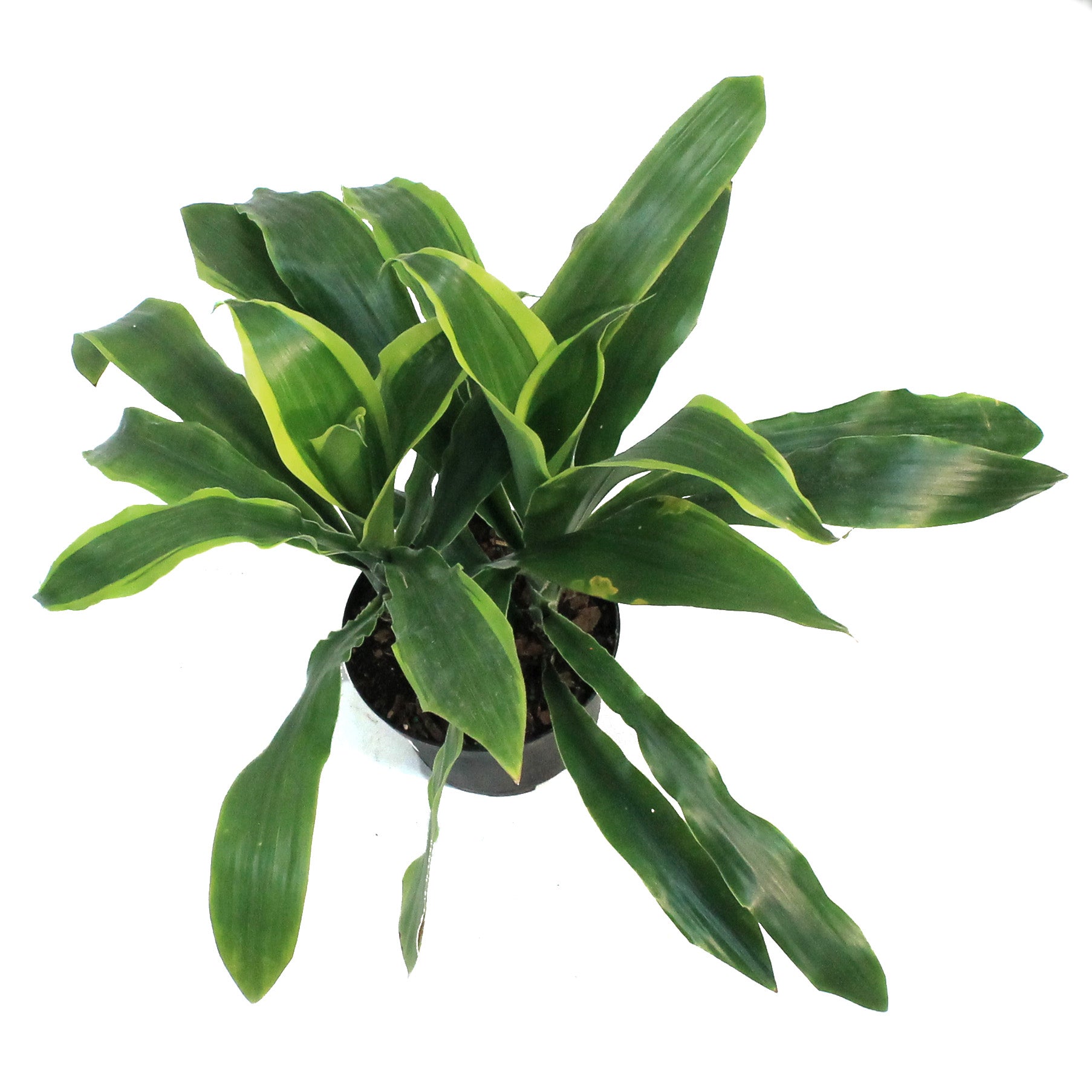 dracaena art carmen care Dracaena, 6in, Carmen Art – Floral Acres Greenhouse & Garden Centre