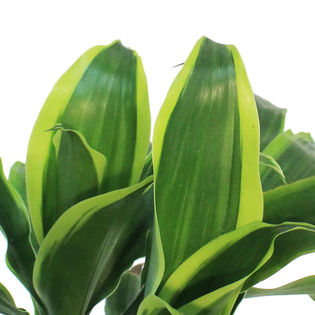 Dracaena, 6in, Carmen Art