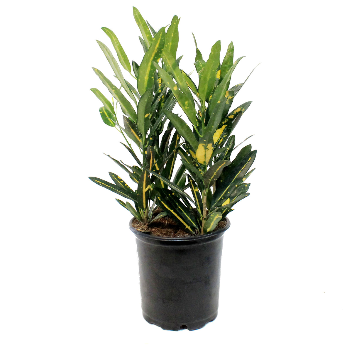 Croton, 6in, Sunny Star