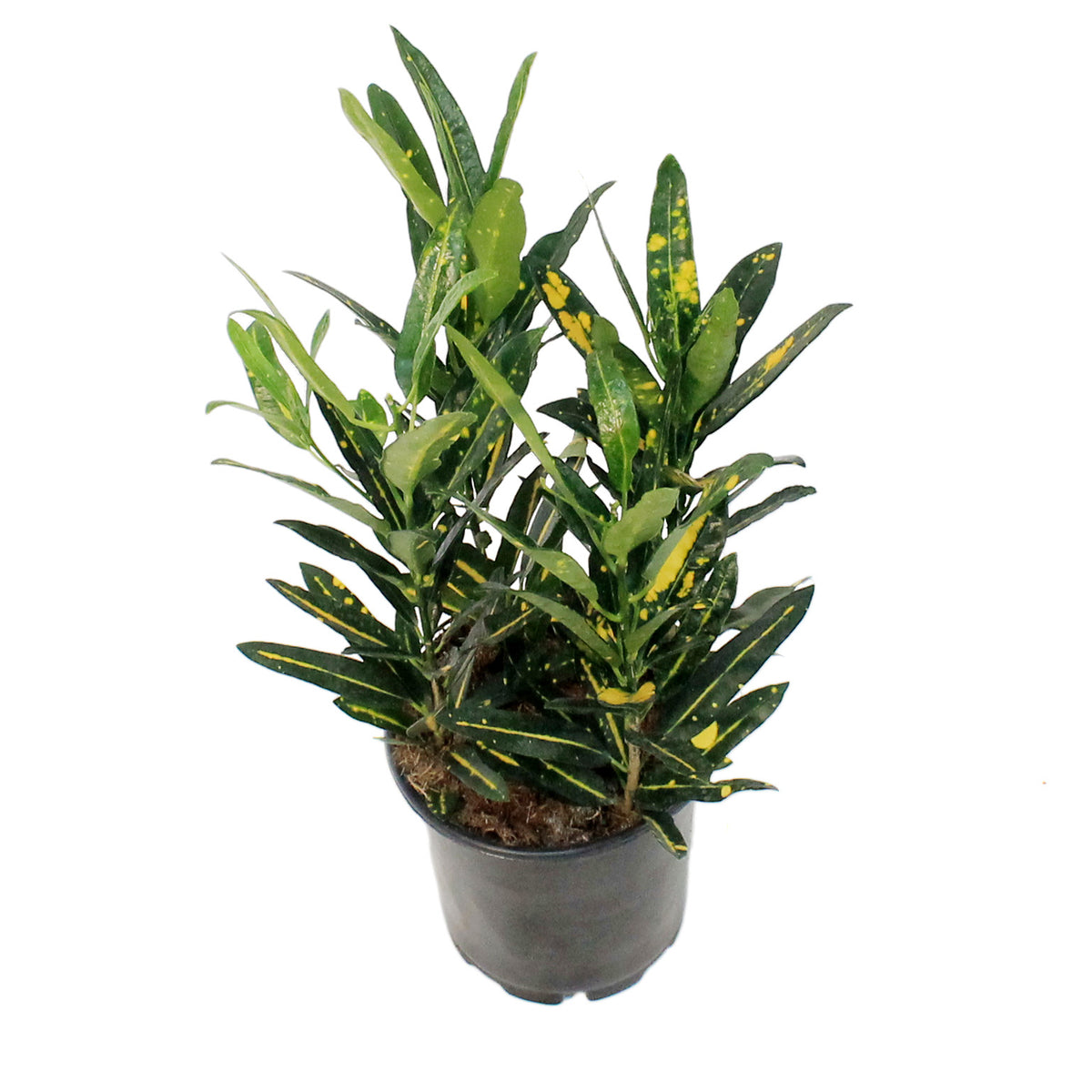 Croton, 6in, Sunny Star
