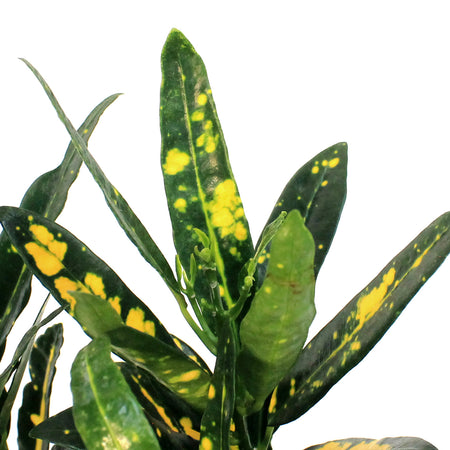 Croton, 6in, Sunny Star