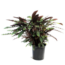Load image into Gallery viewer, Calathea, 10in, Wave Star
