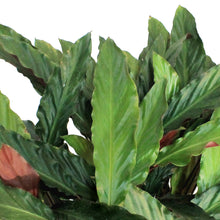 Load image into Gallery viewer, Calathea, 10in, Wave Star

