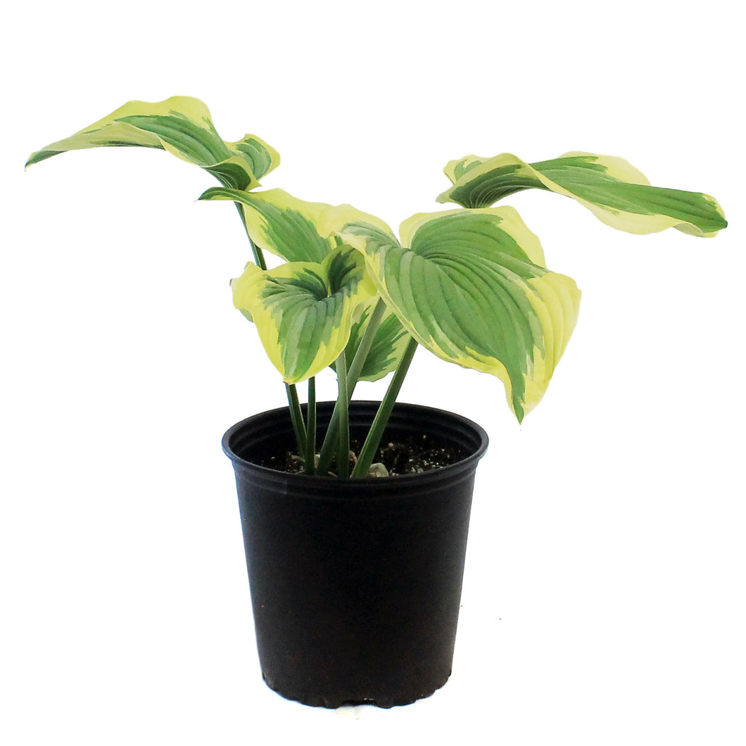 Hosta, 2 gal, Drop Dead
