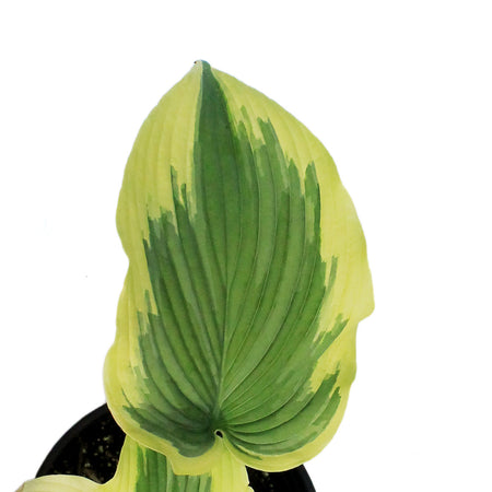 Hosta, 2 gal, Drop Dead