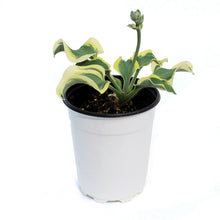 Load image into Gallery viewer, Hosta, 5in, Mini Skirt
