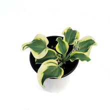 Load image into Gallery viewer, Hosta, 5in, Mini Skirt
