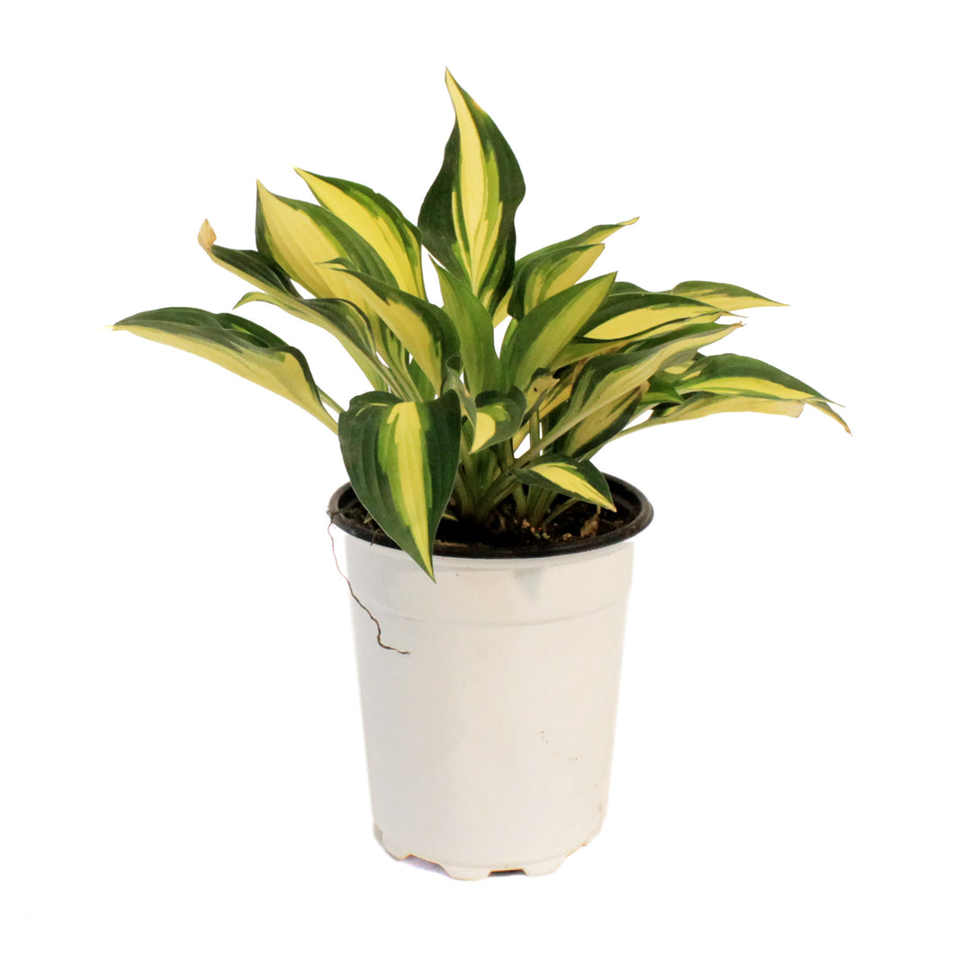 Hosta, 5in, Lakeside Little Tuft