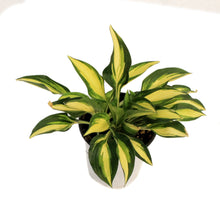Load image into Gallery viewer, Hosta, 5in, Lakeside Little Tuft
