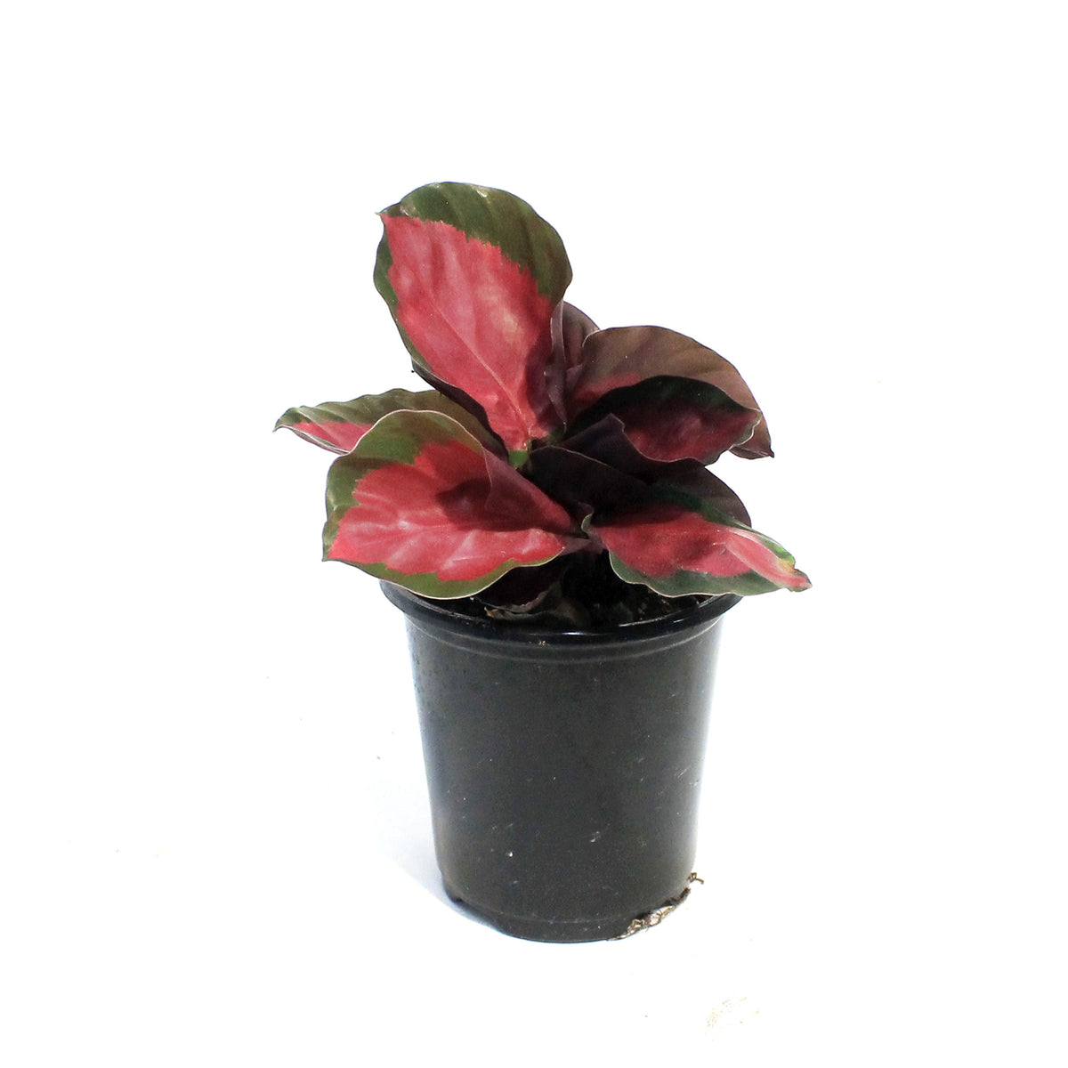 Calathea, 3.5in, Rosy