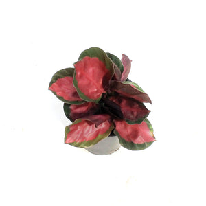 Calathea, 3.5in, Rosy